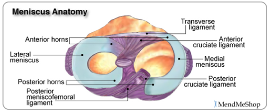 meniscus-anatomy.gif